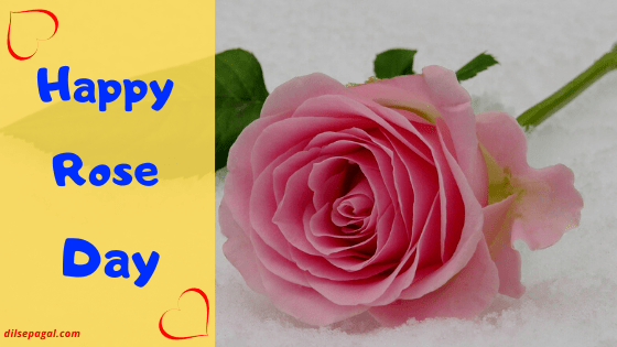 rose day wishes